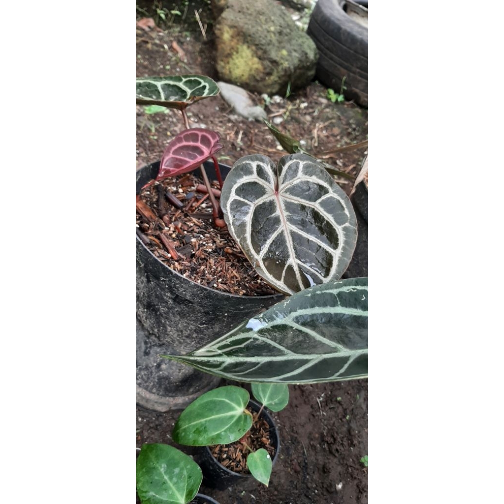 anthurium red tiger