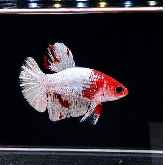 Ikan Cupang HMPK Fancy Koi Red White