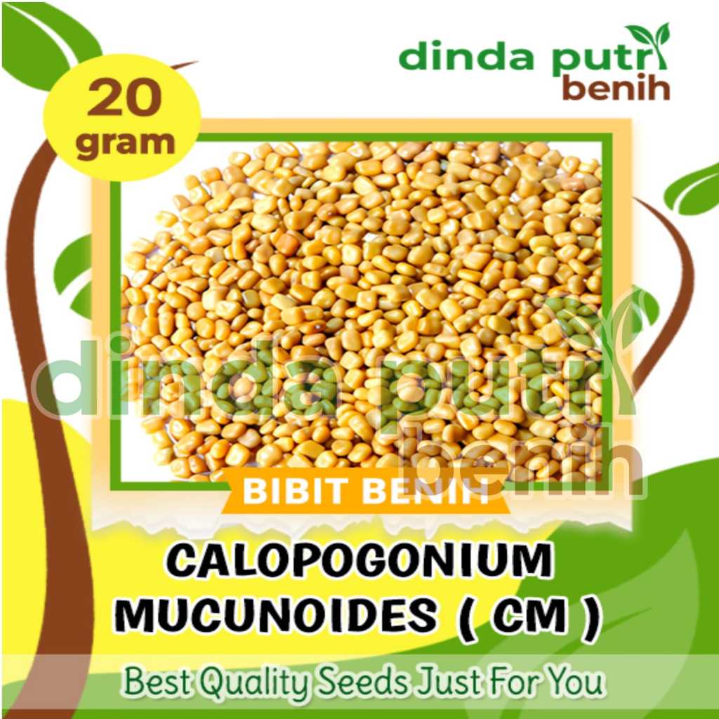 Benih Calopogonium Mucunoides (CM) isi 20 Gram