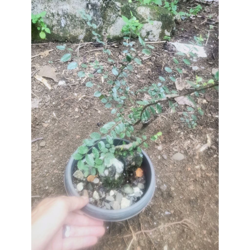 Bonsai Mini ORI Ulmus Parvifolia BLIZZARD Varigata/ Chainese Elm.