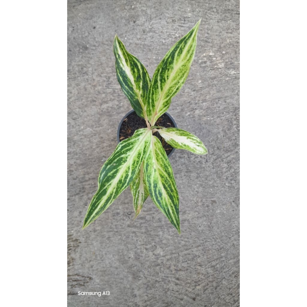 Aglonema White Sunset (Size Remaja)