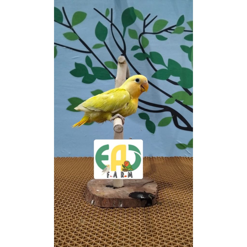 Lolohan Lovebird NK Non klep Pallid Ino OF