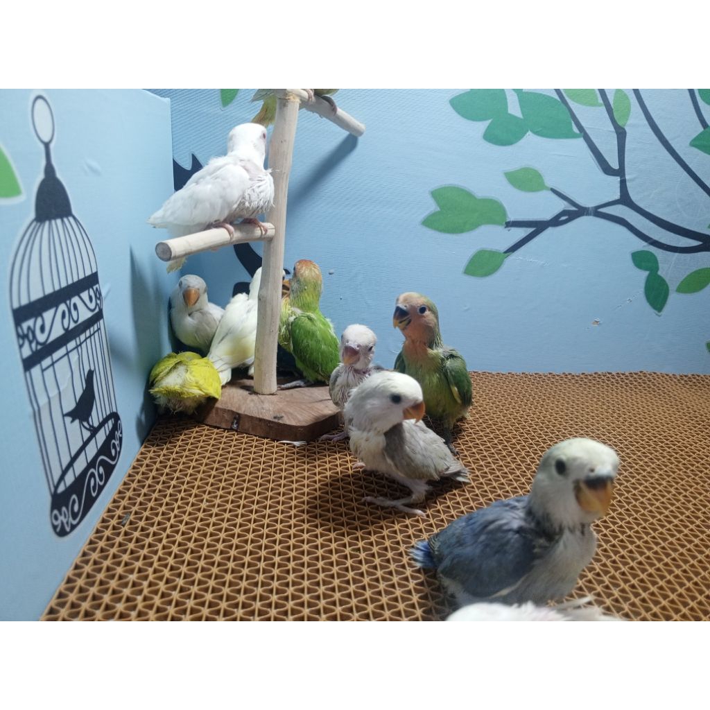 Lolohan Lovebird NK Non klep
