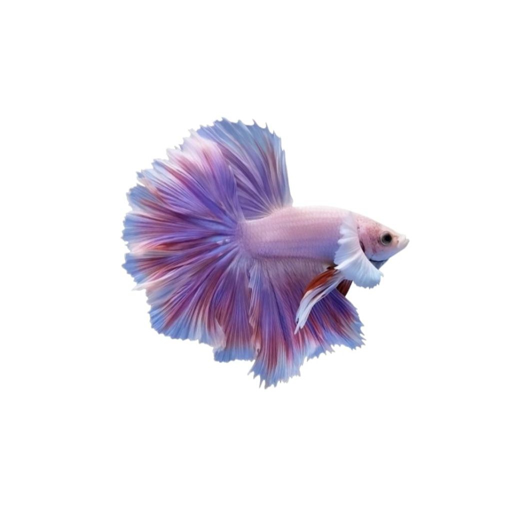 CUPANG HM BIGEAR PINK FLAMINGO