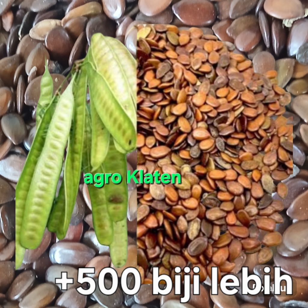 Benih Lamtoro Petai Cina Petai Selong Mlanding Super