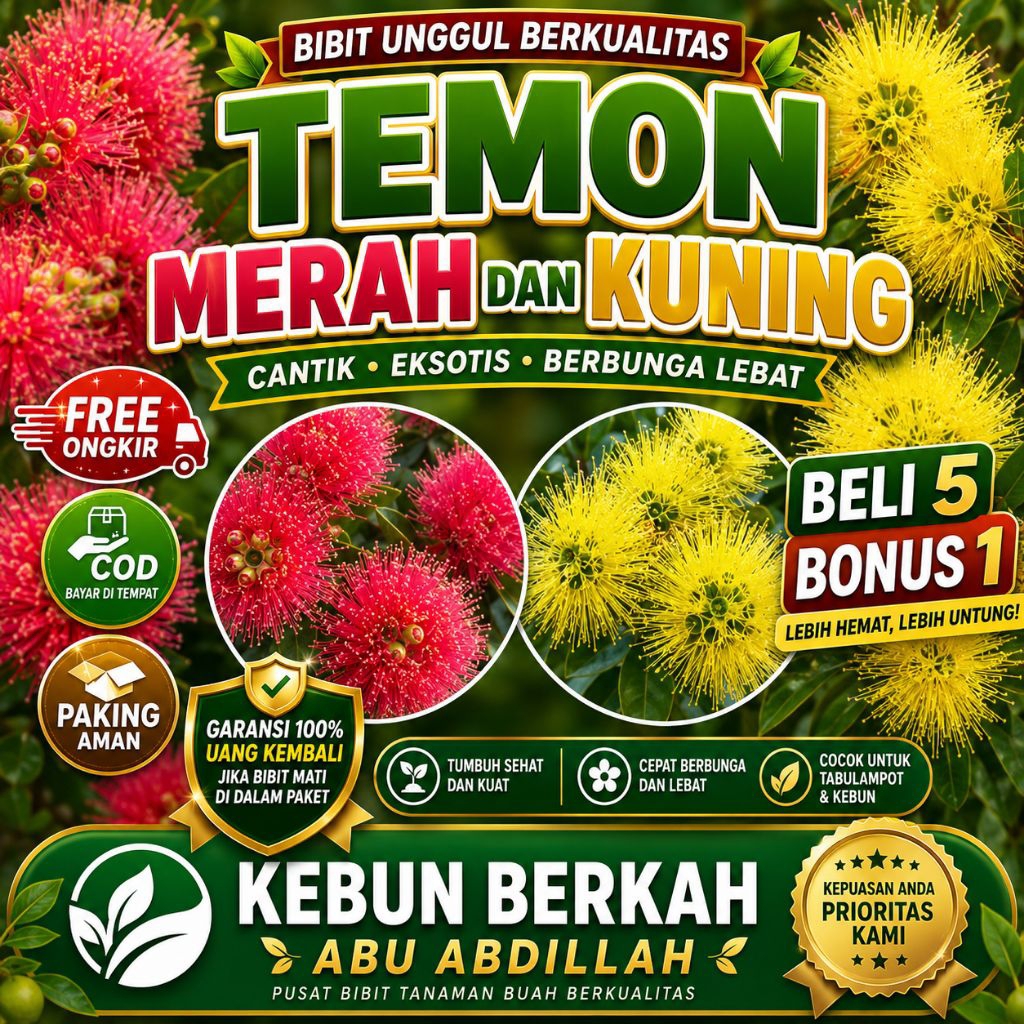 Bibit Temon Santos Pink Dan Kuning
