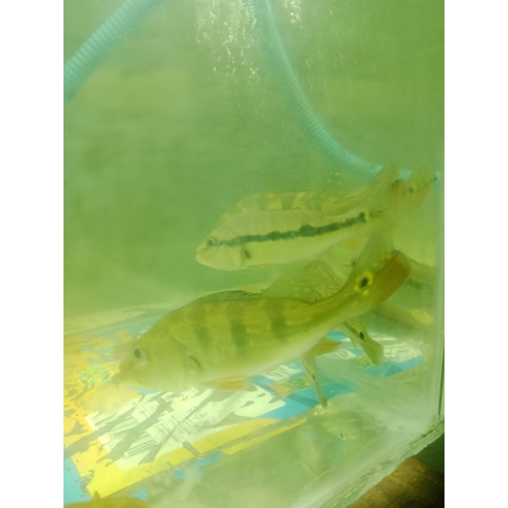 ikan predator pbas