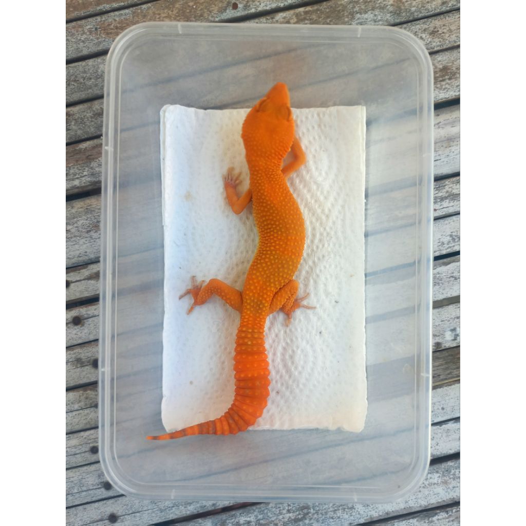 MAINAN GECKO SUNGLOW TOMATO FULL CT ADULT SESUAI FOTO