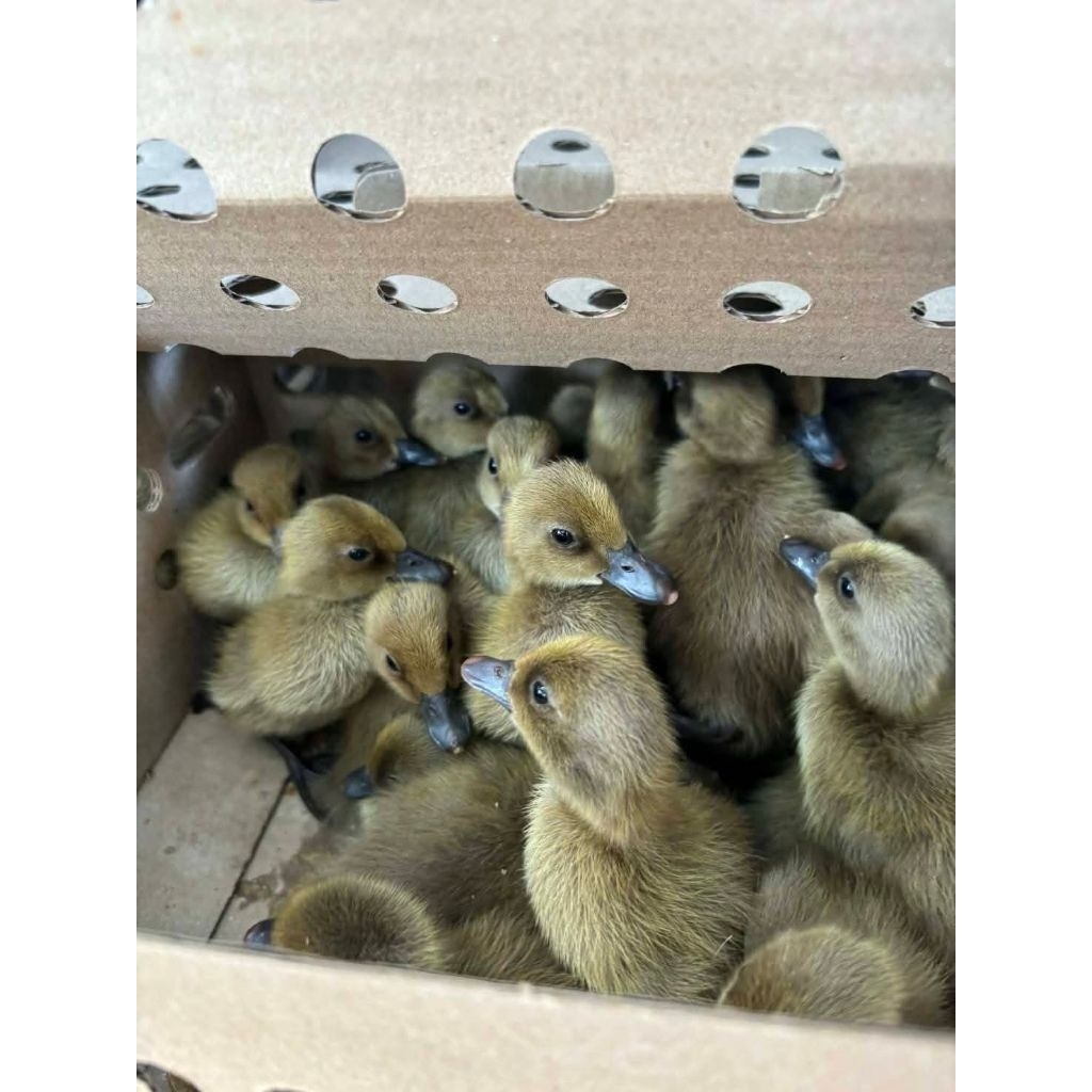 100 Ekor Bibit DOD Anak Bebek Jantan Lokal Pedaging Anakan BANDUNG