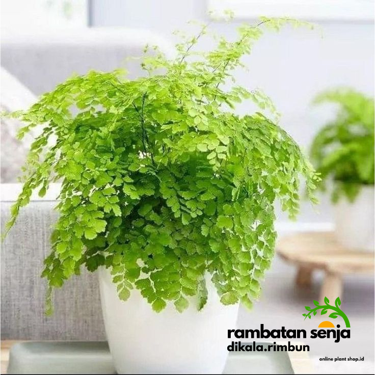 Tanaman Hias Daun Suplir / Pakis Suplir / Suplir Koin (Adiantum)