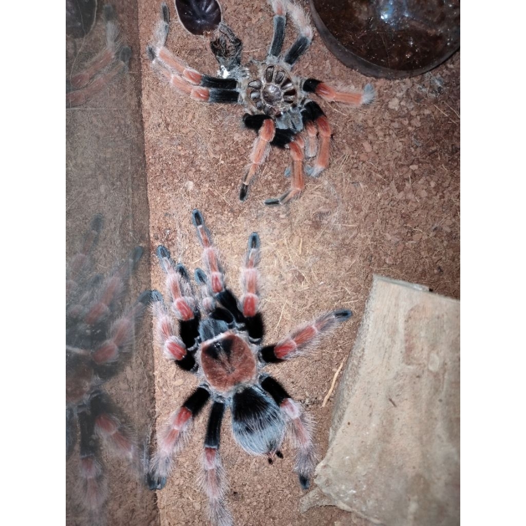 Brachypelma boehmei sling (pakan ikan)