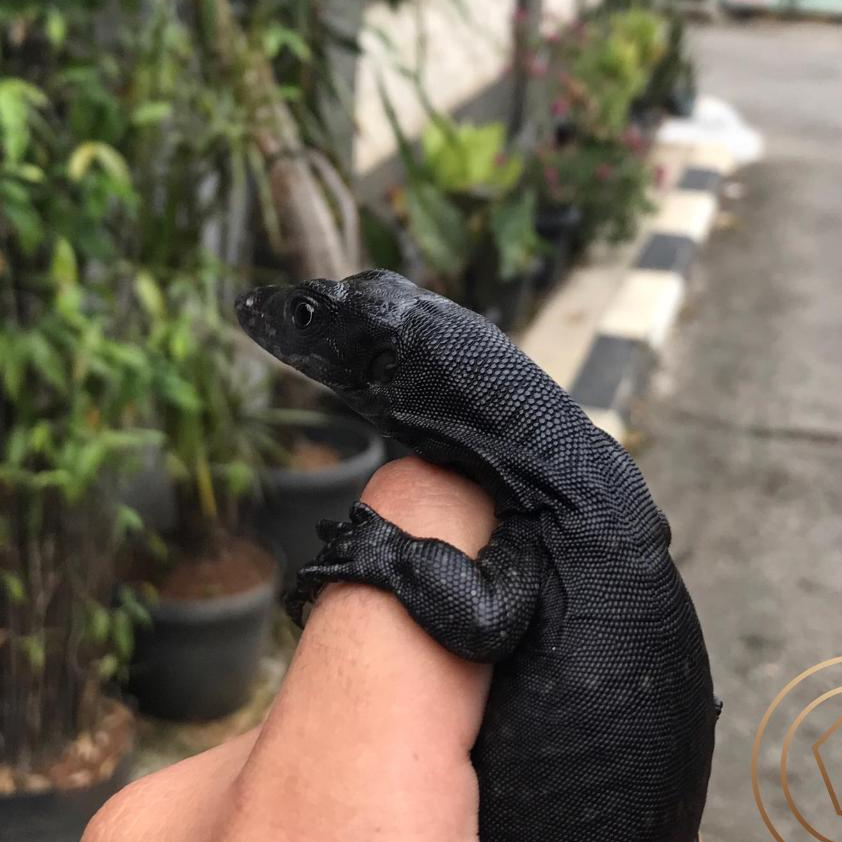 Varanus Black Dragon/black Salva Reptile bukan Sulcata