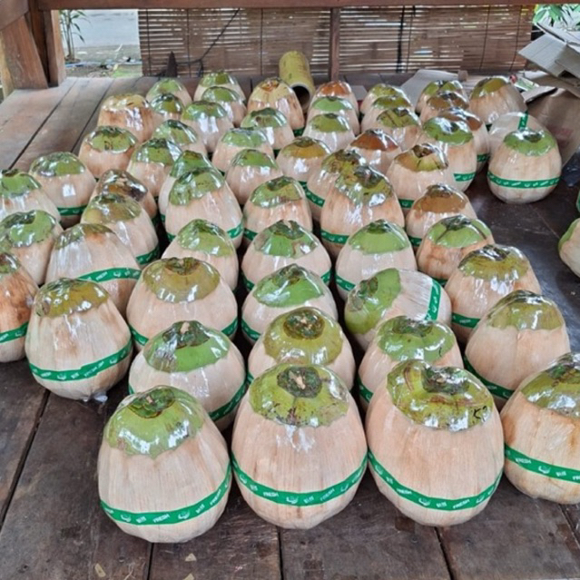 kelapa kopyor pati murah