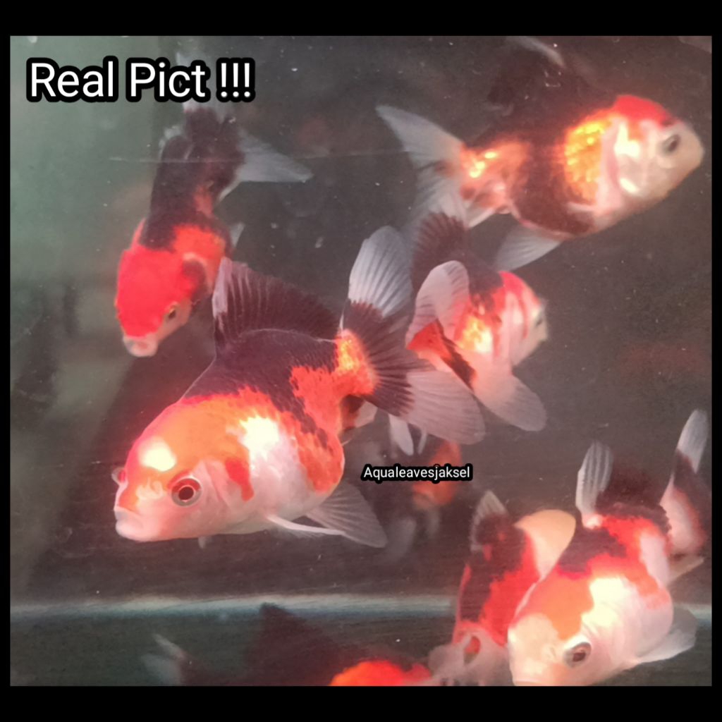 Koki oranda panda tricolor murah meriah