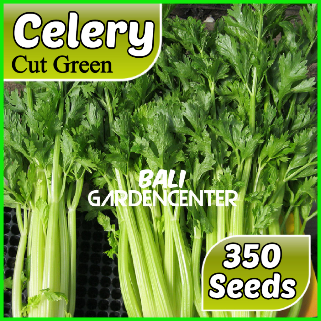 Isi 350 Benih Biji Seledri Celery Cut Green - Leaf Cutting