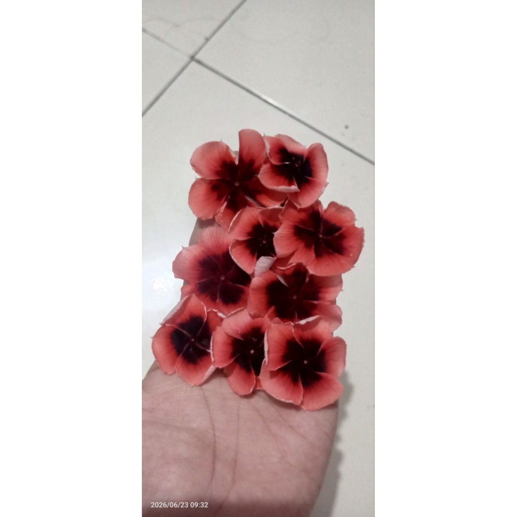 Benih bunga vinca