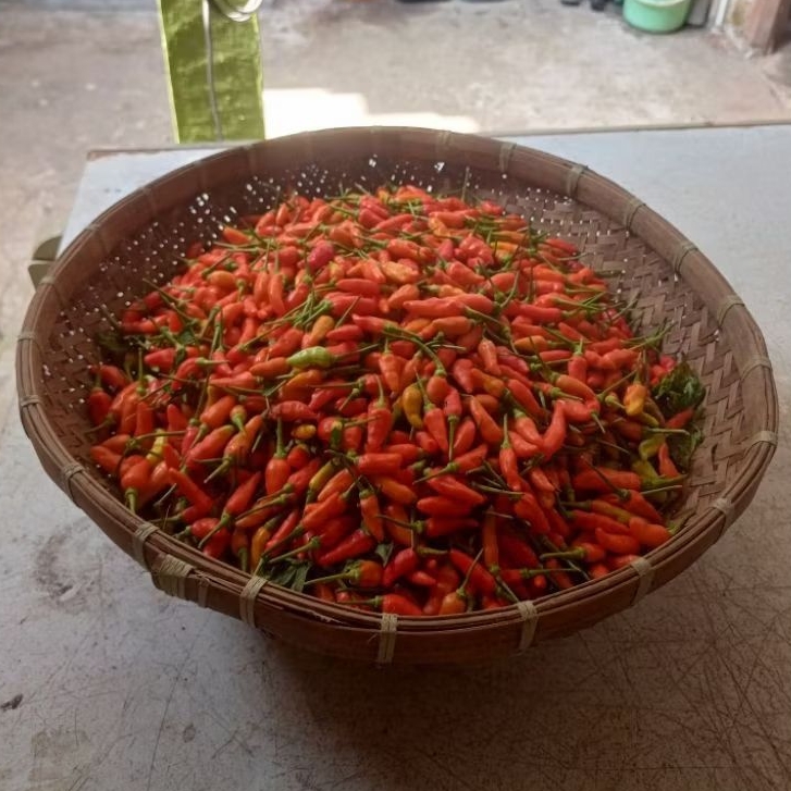 lombok cabai rawit cabe fresh new segar 1kg petani langsung