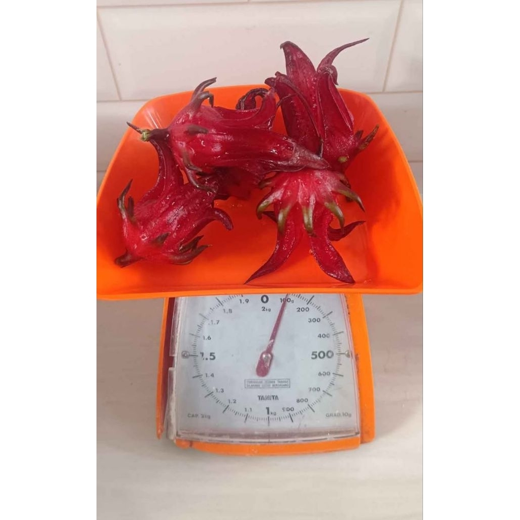 bunga rosela