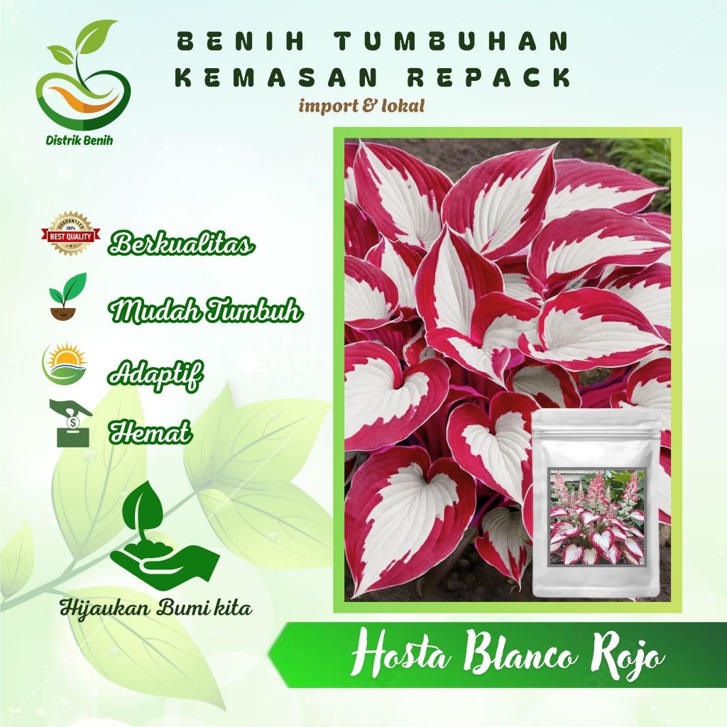 Benih Tumbuhan Import Daun Hosta Blanco Rojo Isi 100 Biji Berkualitas Asli Kemasan Repack B166