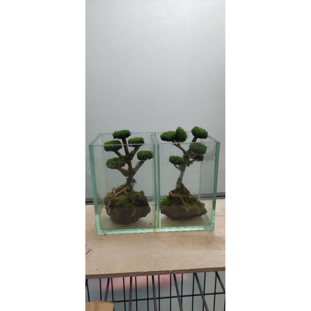 Bonsai mini hiasan akuarium soliter cupang