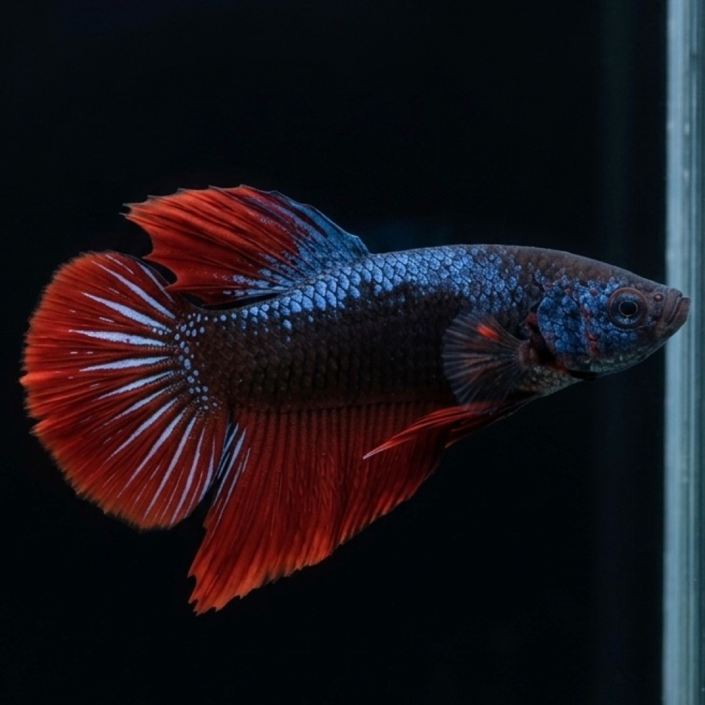 CUPANG / BETTA GIANT BO5 AVATAR VAMPIR VIP (REAL PIC)
