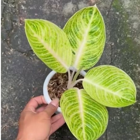 Tanaman hias aglonema / aglaonema Goliath putih