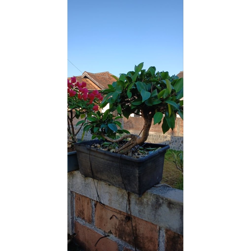bonsai iprik