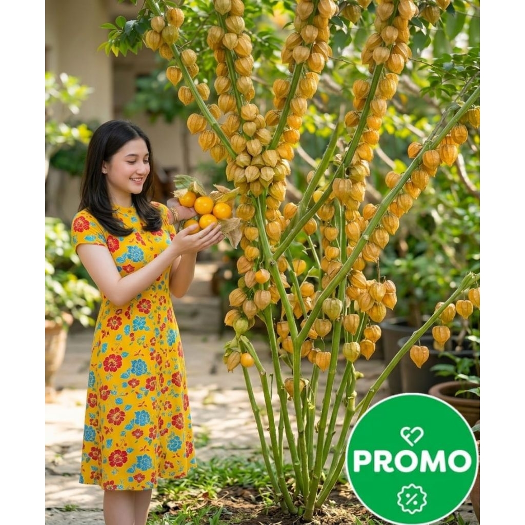 benih ciplukan jumbo jepang