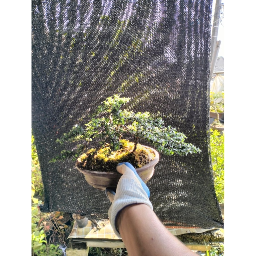 Bonsai seribu  bintang grouping bunga putih gradasi pink