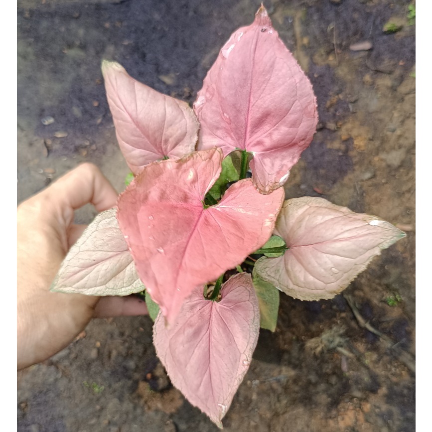 Syngonium Pink Perfection Original - Tanaman Hias Singonium Pink Perfection - Tanaman Hias Syngonium