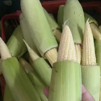 jagung muda 1kg
