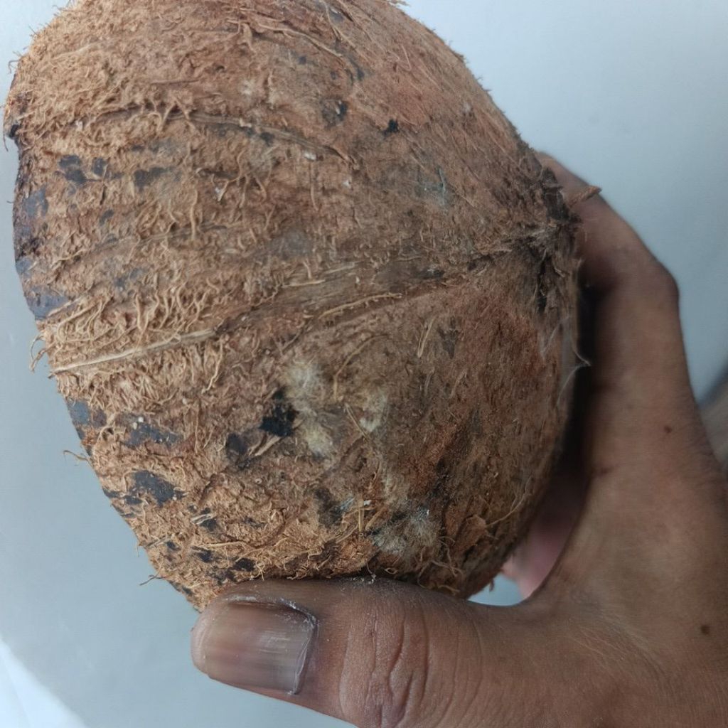 Tempurung kelapa