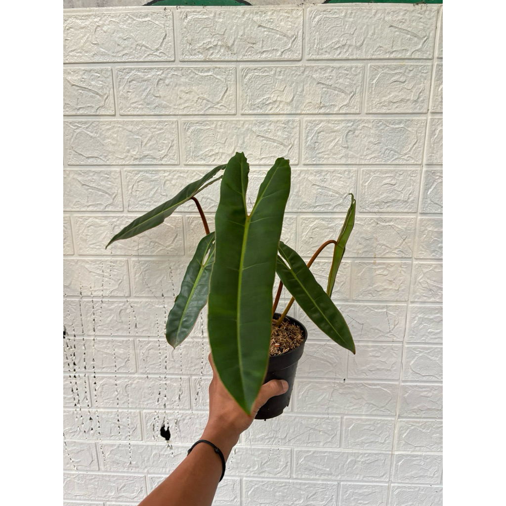 tanaman philodendron bilitiae ori - kabel busi ori