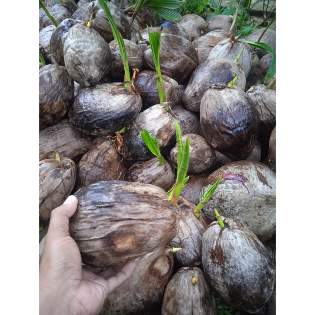 Bonsai kelapa bahan bonsai kelapa Bibit kelapa
