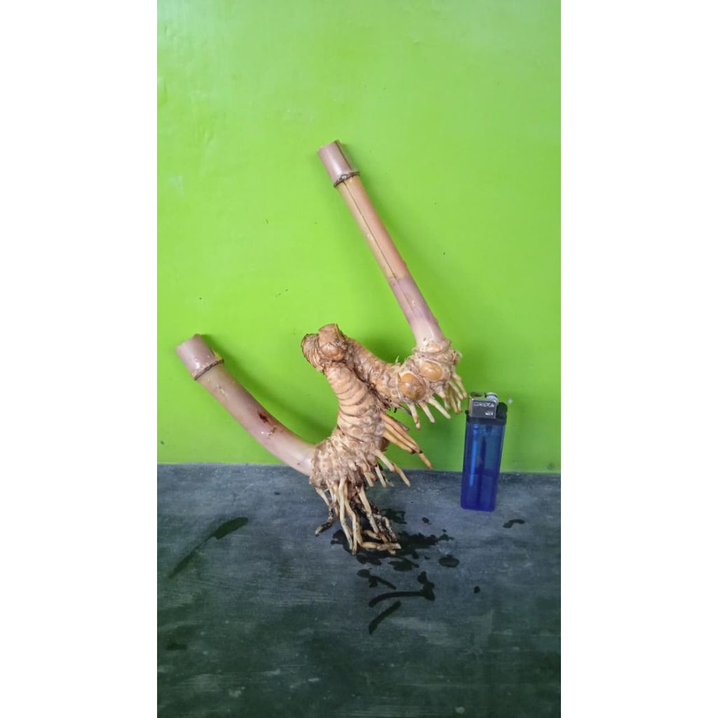 Bahan bonsai bambu kuning