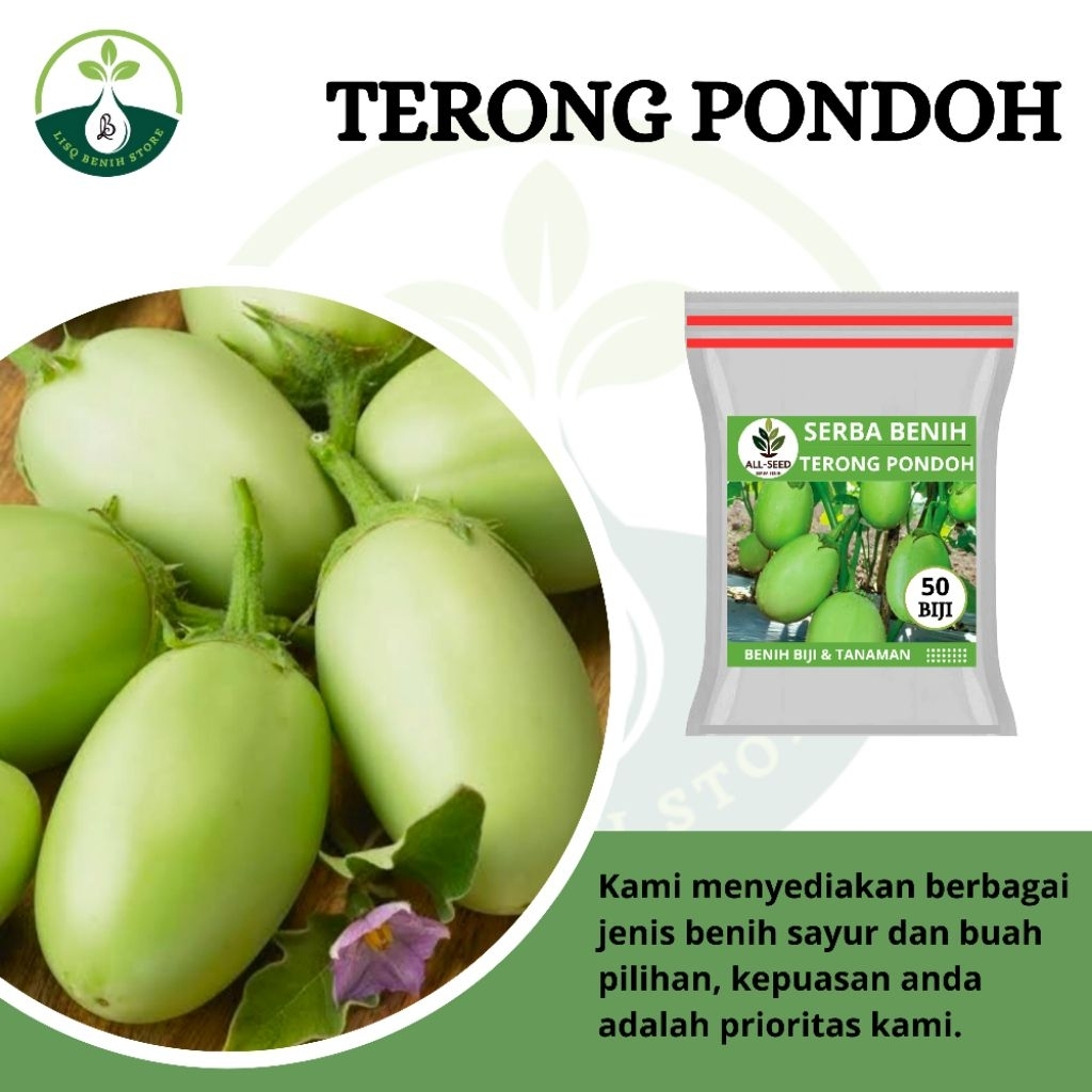{ 50 BIJI } Benih terong pondoh / terong kapol / terong bohlam / bibit terong