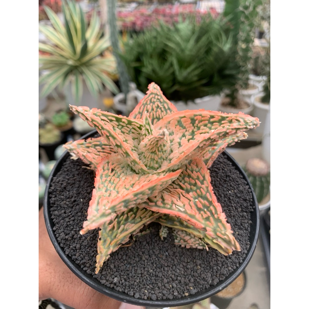 aloe TCT seedling