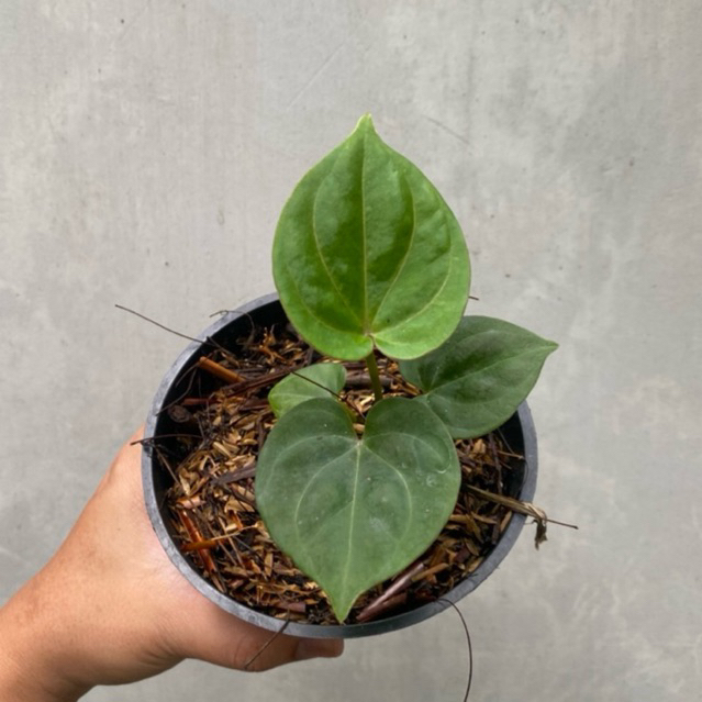 Tanaman Hias Anthurium King Of Spades KOS HU | Kuping Gajah King Of Spades Haji Ulih