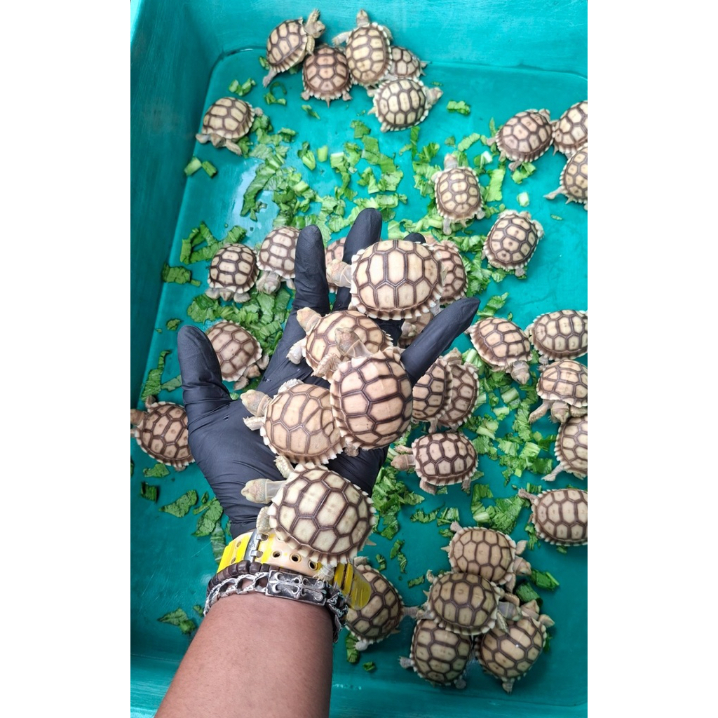 Sulcata baby cb indo grade A+ | sulcata baby 5-6cm | kura kura pelet