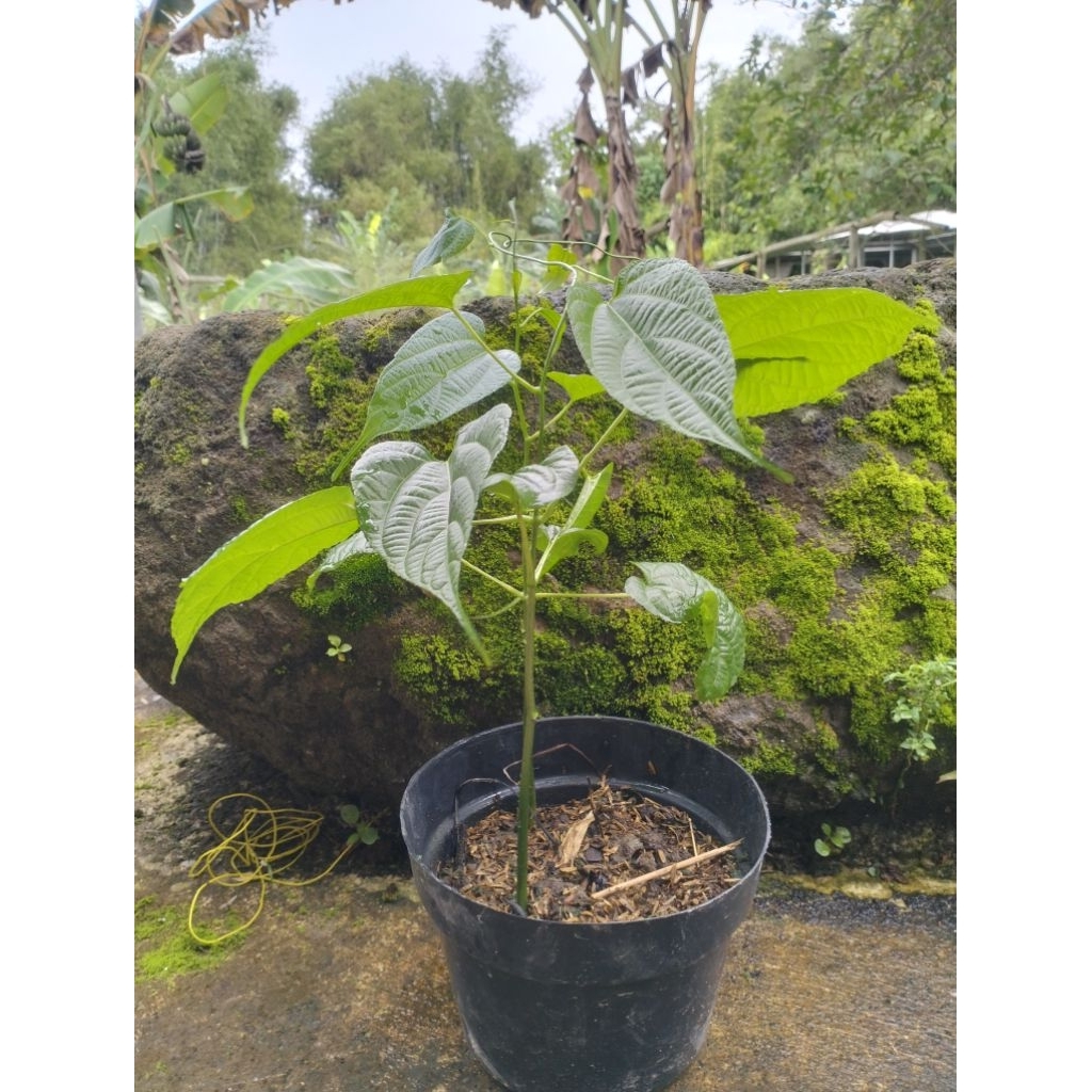 Bibit Tanaman Sacha Inchi