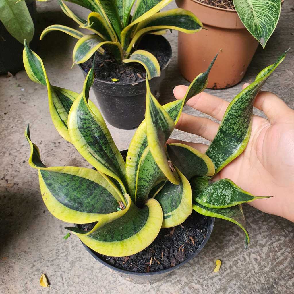 Sansevieria Trifasciata Twister/ Lidah Mertua Pendek Rimbun