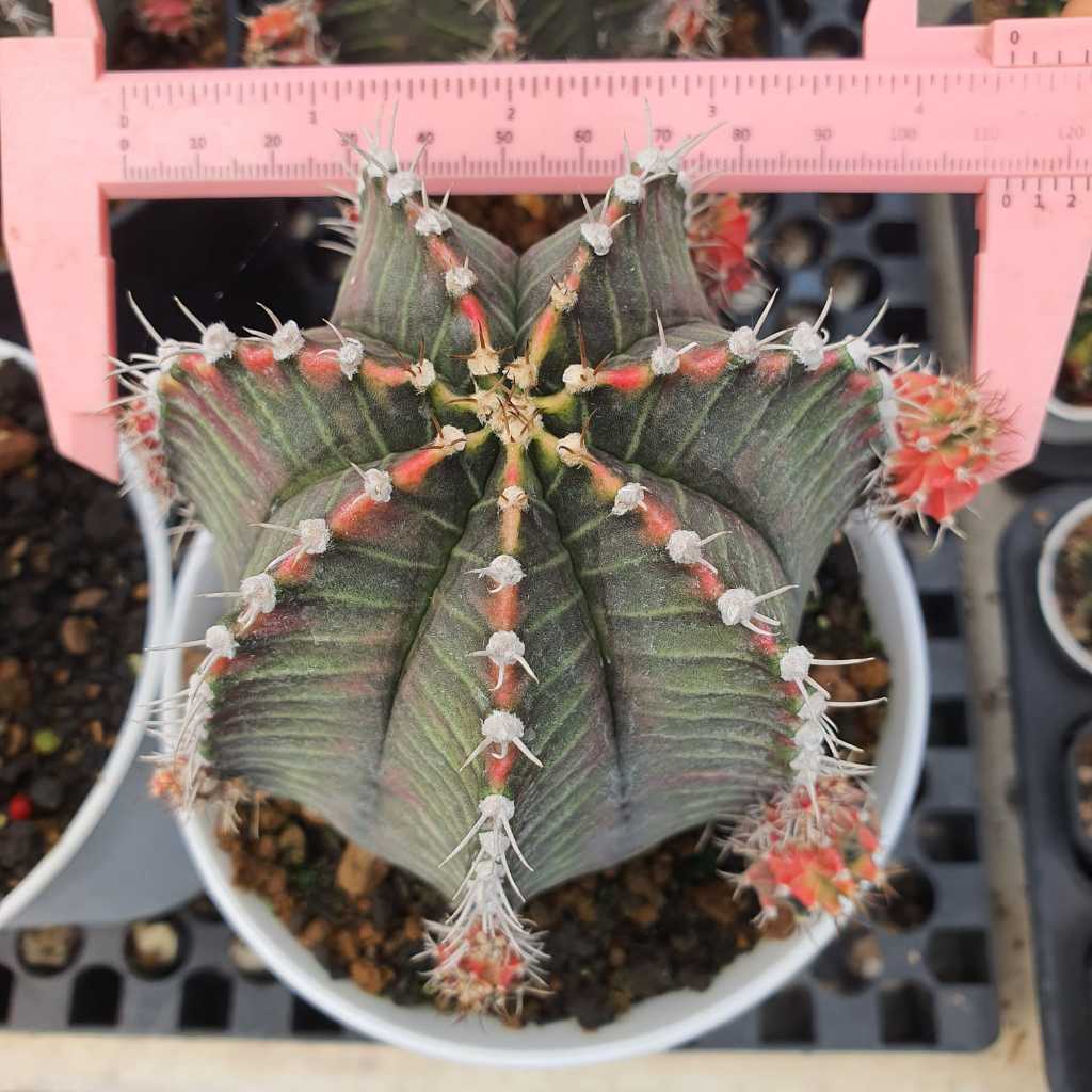 Kaktus Gymnocalycium Starfire Tower Jumbo BIG Size