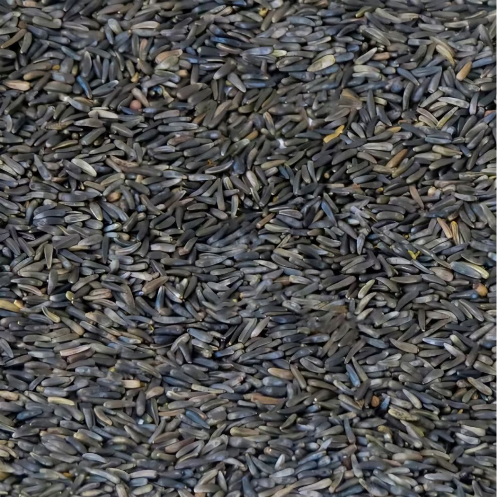 Biji Niger Seed 1 kg | Super Pakan Kenari Finch Lovebird Makanan Burung Harian