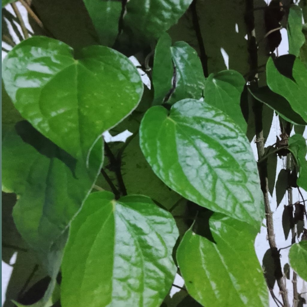 daun sirih /sirih nginang 1lbr