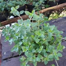 Bibit tanaman oregano/oregano bumbu masak/oregano siap tanam