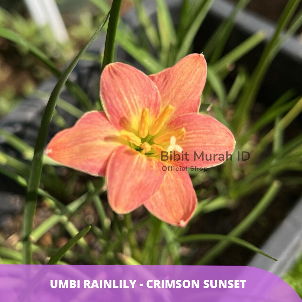 Umbi Bunga Rain Lily Crimson Sunset - Umbi Bunga Lily Hujan - Bibit Murah id