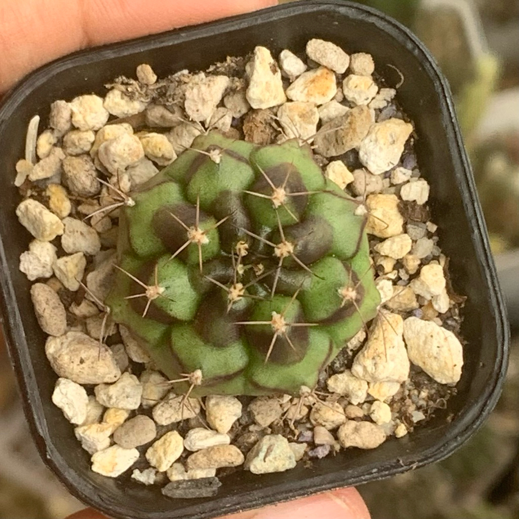 Gymnocalycium Mihanovichii id thailand varigata var ( Gymno Miha Hybrid Kaktus tanaman hidup hias gu