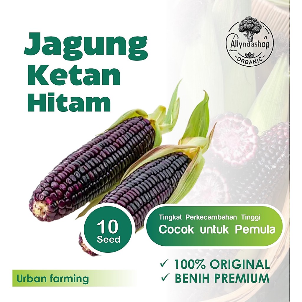 Bibit Benih Jagung Ketan Hitam Unggul