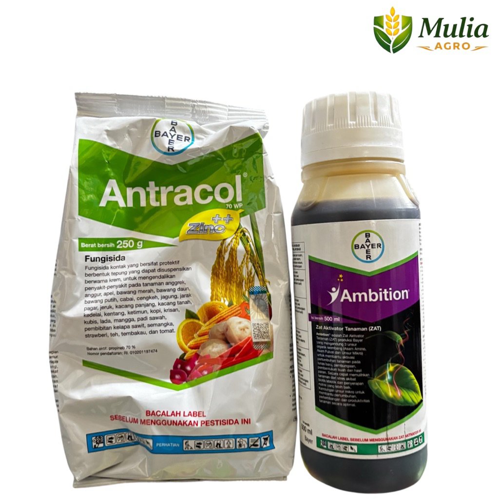Paket Nutrisi Tanaman Padi ANTRACOL 250Gram + AMBITION 500ml Untuk Tanaman Padi Lebih Sehat