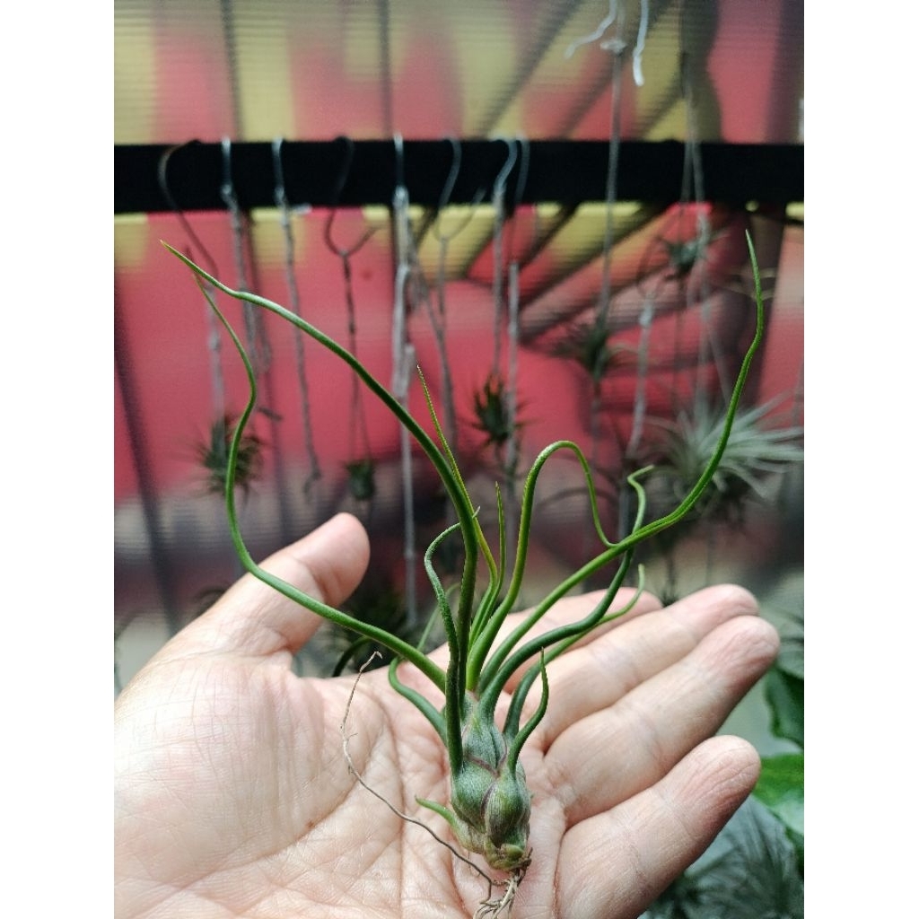 Tillandsia Bulbosa